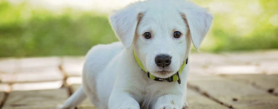 Dog in backyard