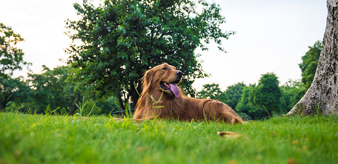 Dog lying on the grass