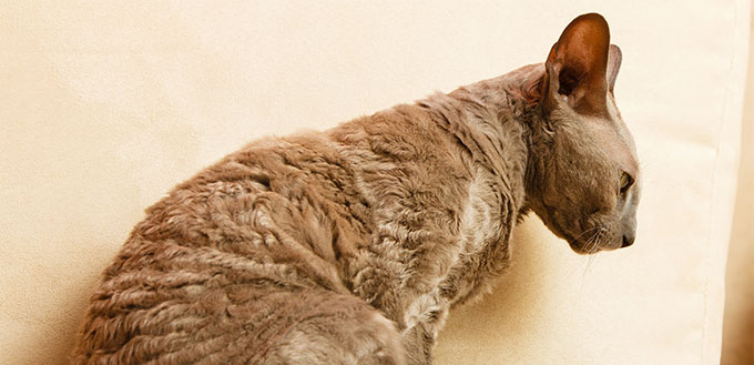 Egyptian cat relaxing on a couch