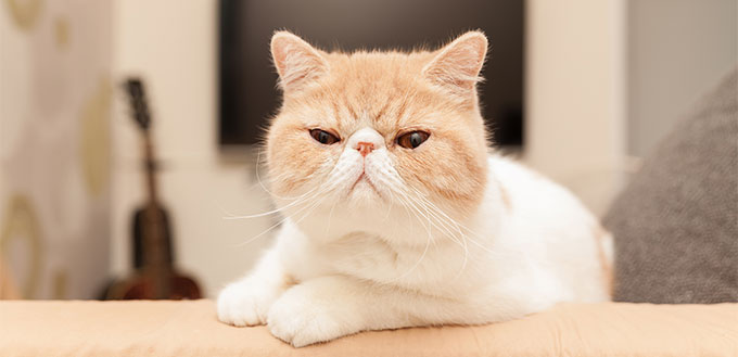 Exotic Shorthair Cat on sofa