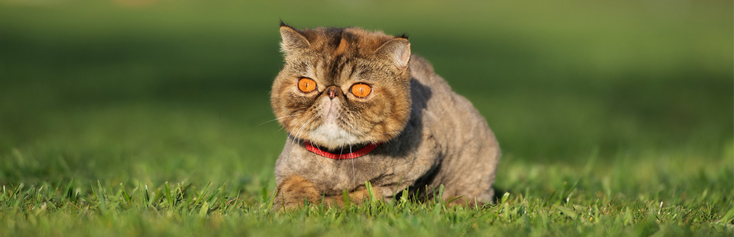 Exotic Shorthair Cat: Breed Information, Characteristics, and Facts