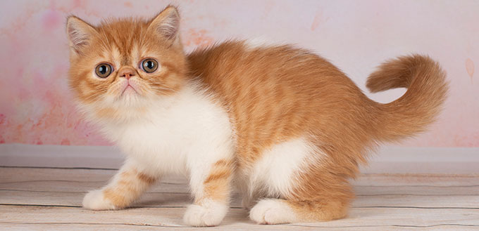 Exotic shorthair kitten