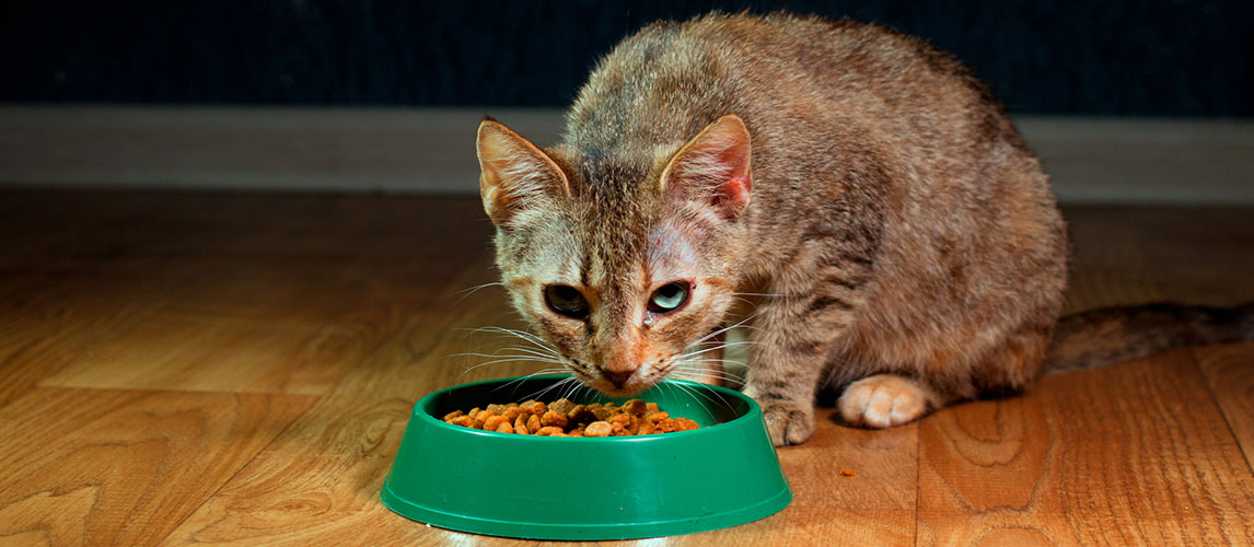 purina one cat food good or bad
