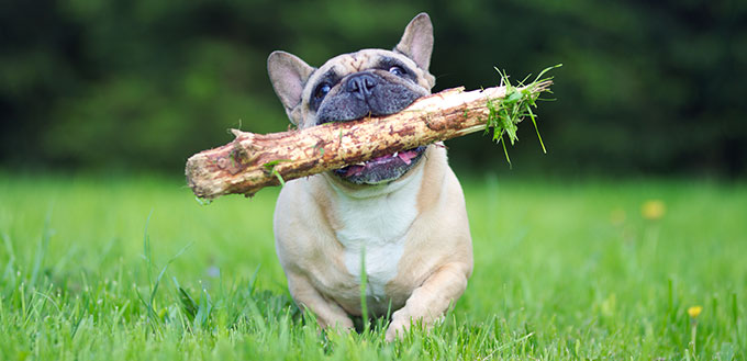 French Bulldog running with stick in mouth