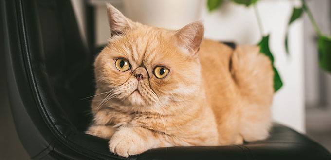 Ginger Exotic Shorthair Cat on black chair