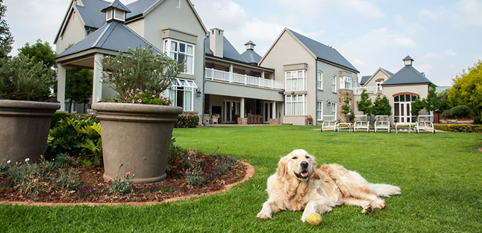 Golden Retriever Relaxing