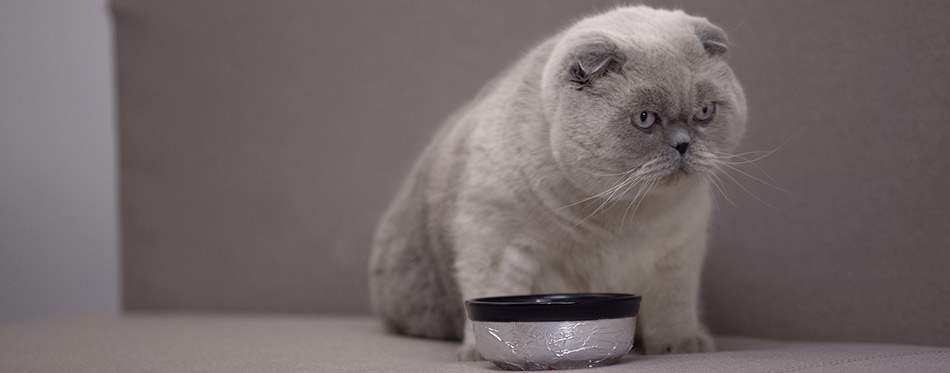 Gray cat sitting next to a food bowl