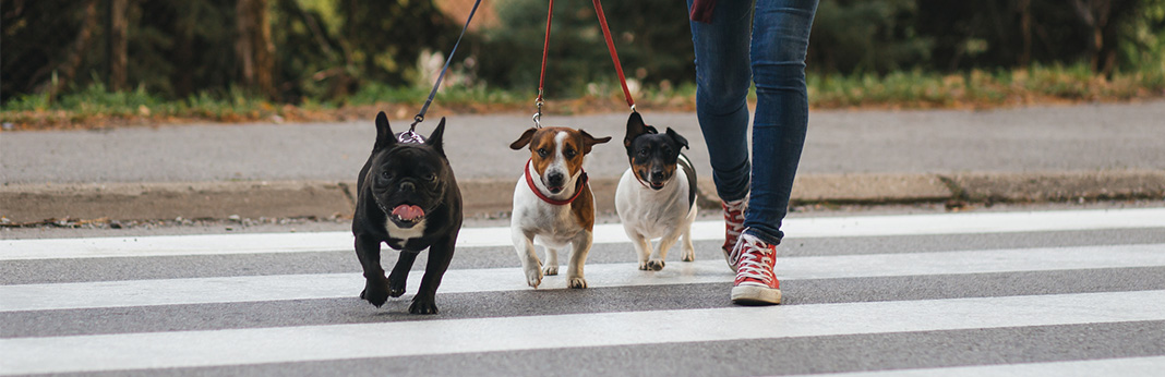 Group Dog Walks: Tips For Preparing Your Pup For a Pack Walk