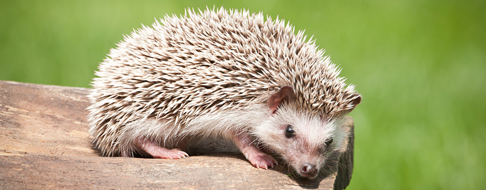 Hedgehog