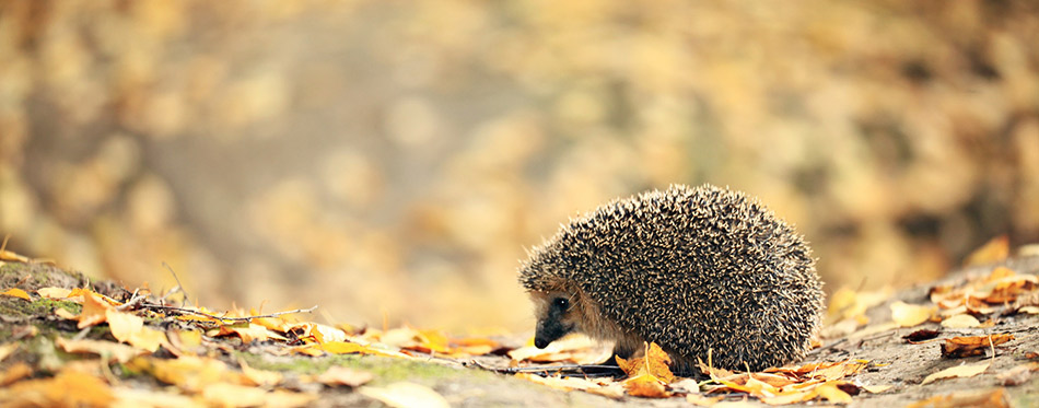 Hedgehog