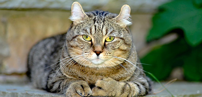 Highlander cat sitting