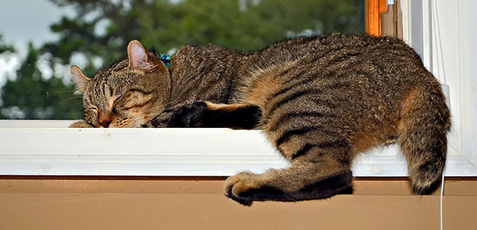 Highlander cat sleeping on the window