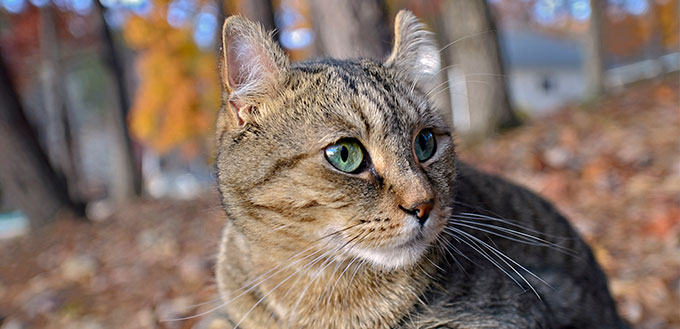 Highlander kitten