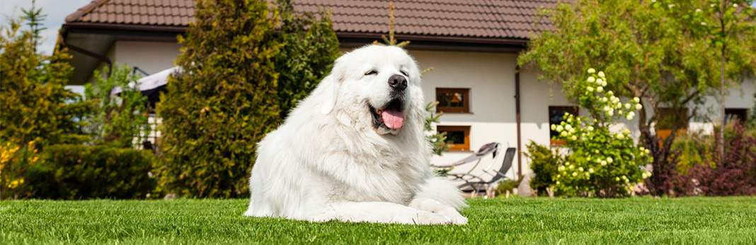 How to Build a Dog Run - Simple DIY Dog Runs