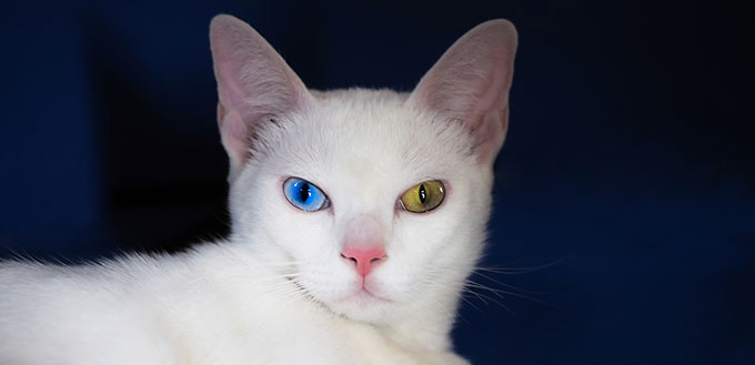 Khao Manee cat with blue eye