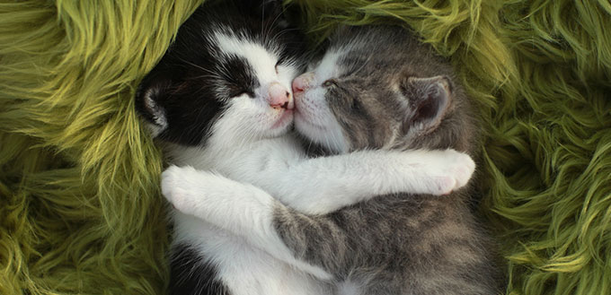 Kittens Outdoors in Natural Light