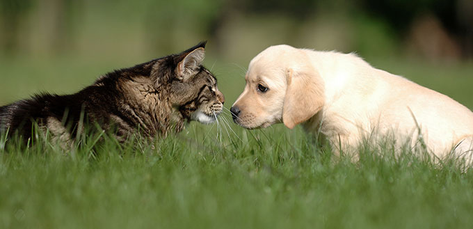 Labrador puppy and cat love and friendship