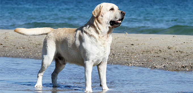 Labrador