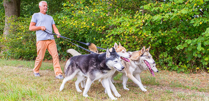 Man walking four husky dogs