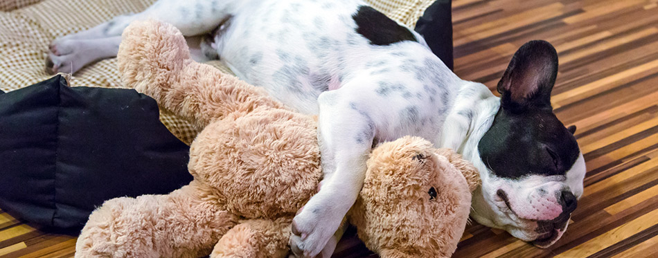 Puppy sleeping with teddy bear