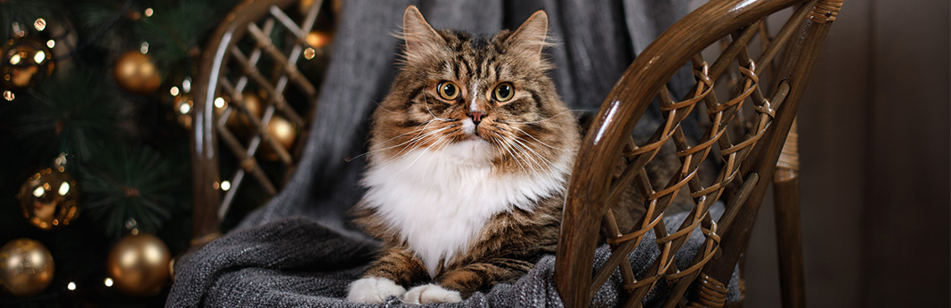 Ragamuffin Cat: Breed Information, Characteristics, and Facts