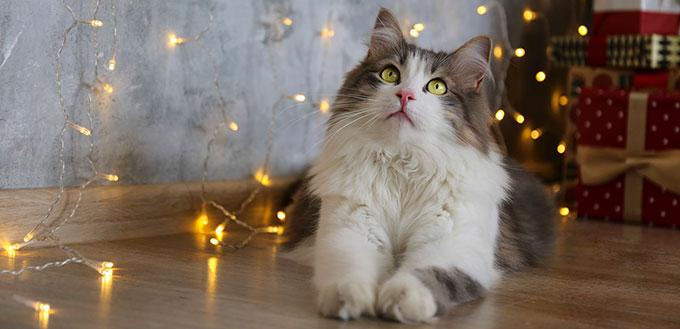 Ragamuffin cat lying on the floor