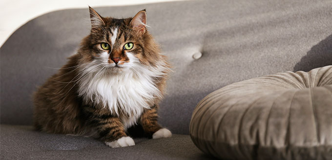 Ragamuffin cat sitting on furniture