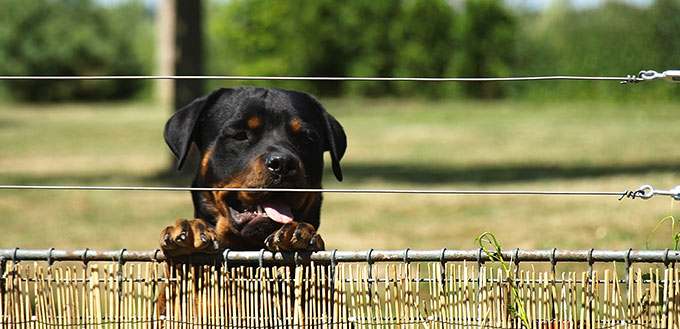 Rottweiler dog