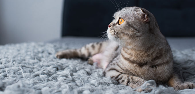 Scottish fold cat lying on the bed