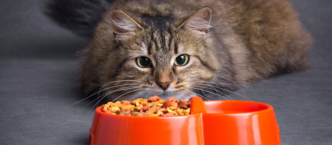 Taste of the Wild Cat Food Review | My Pet Needs That