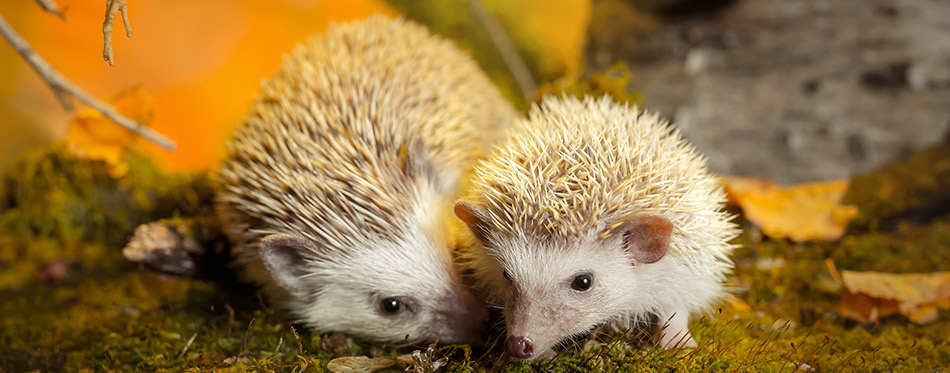 Two Hedgehogs