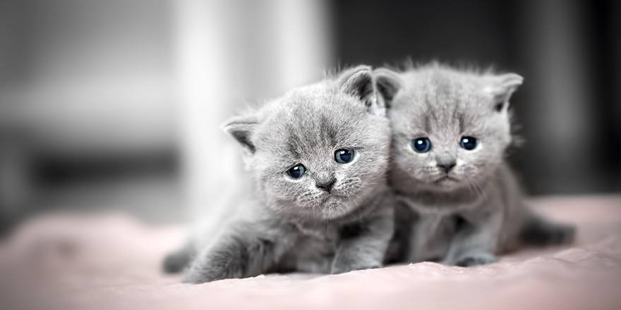 Two cute kittens cuddle each other. British Shorthair cats.