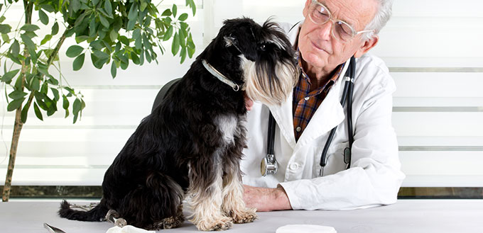 Veterinarian and dog