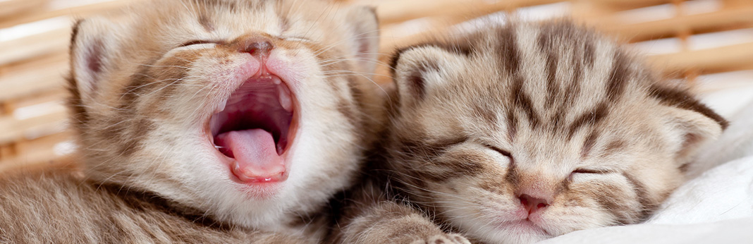 When Do Kittens Open Their Eyes