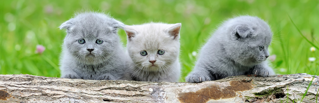 When Do Kittens’ Eyes Change Color?