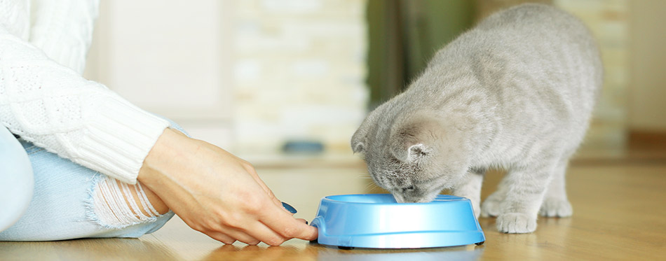 Woman feeding a cat