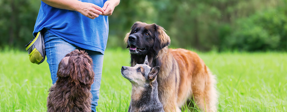 Woman with three dogs outdoors