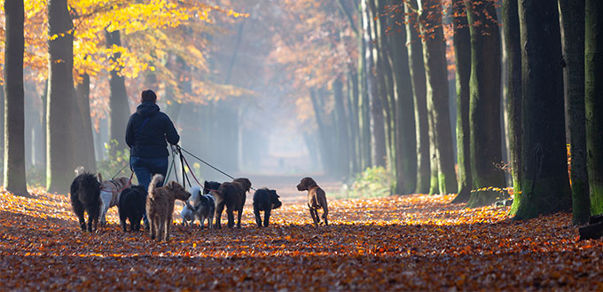 Woman wlaking dogs in the forest