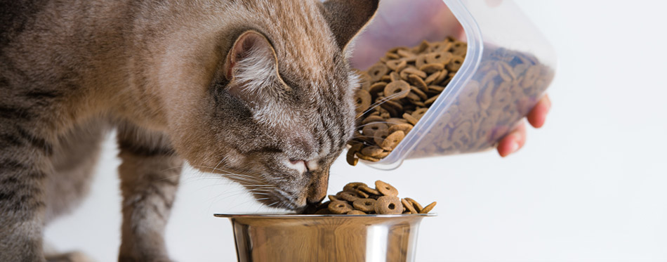 Young cat eating at home from its bowl. Female hand adding food