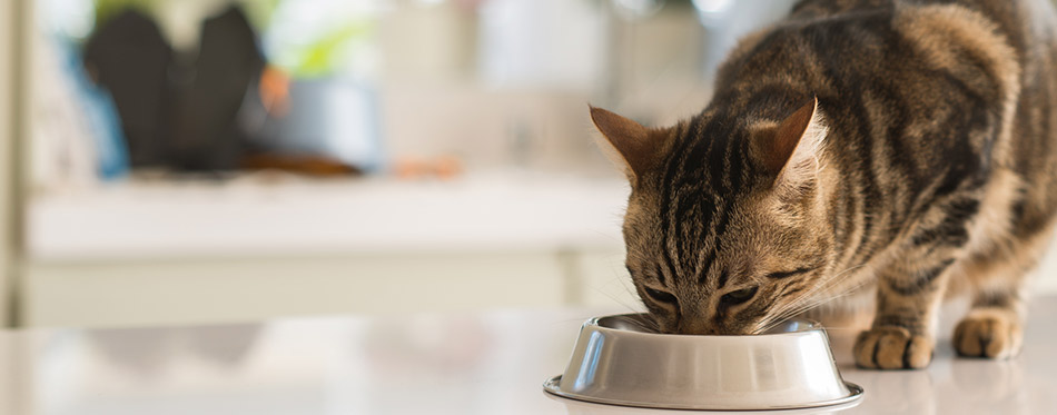 cat eating on a metal bowl