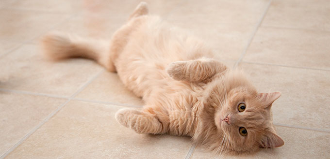 Cat lying on the floor