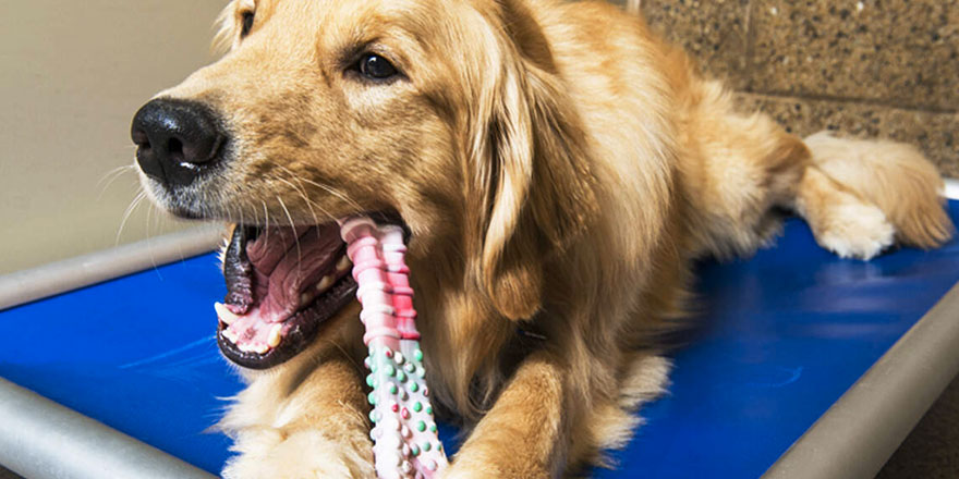 Golden Retriever is chewing her Nylabone dog toy on a blue mat.