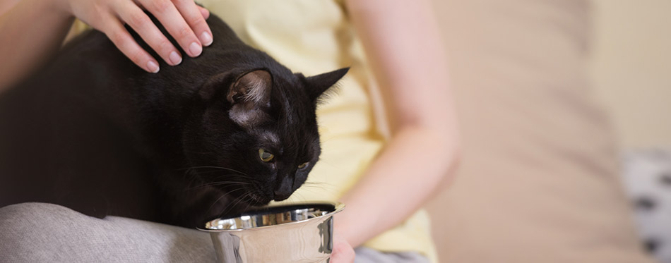 woman feeding her black cat