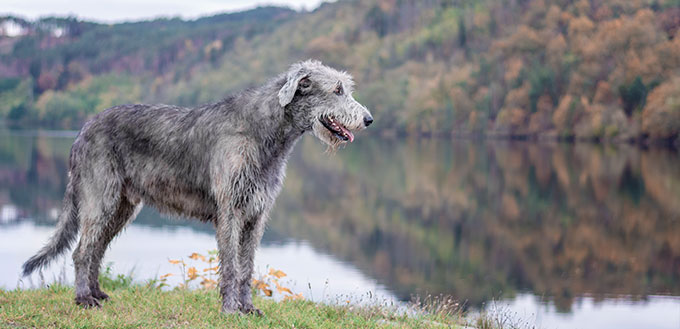 A huge Irish wolfhound stands on the river bank with a blurred autumn background.
