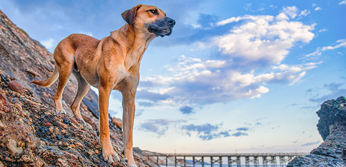 A low angle shot of a beautiful black mouth cur dog on the rocks under the cloudy sky
