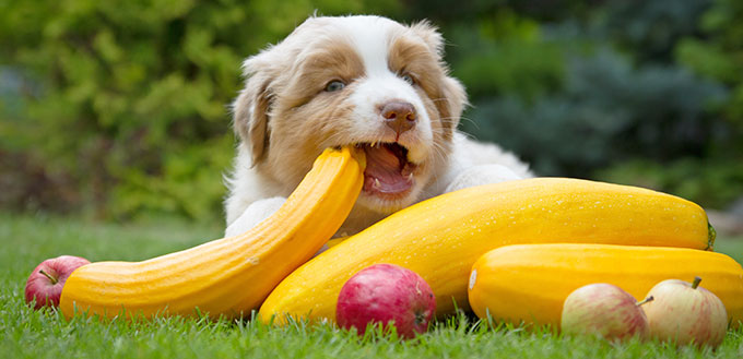 Australian shepherd puppy eating vegetables.