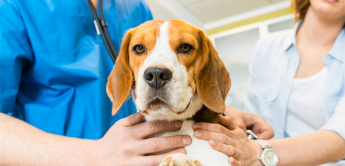 Beagle at Vet