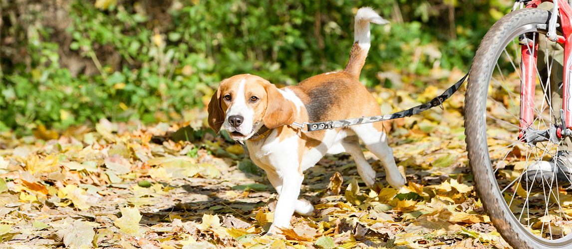 Best-Dog-Bike-Leashes