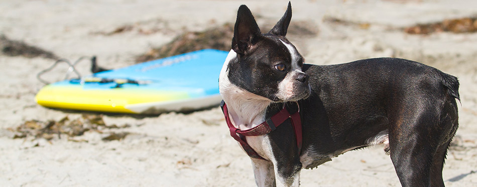 Boston Terrier On Beach