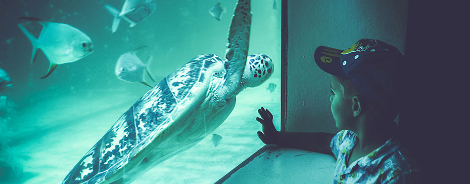 Boy watching a turtle in an aquarium